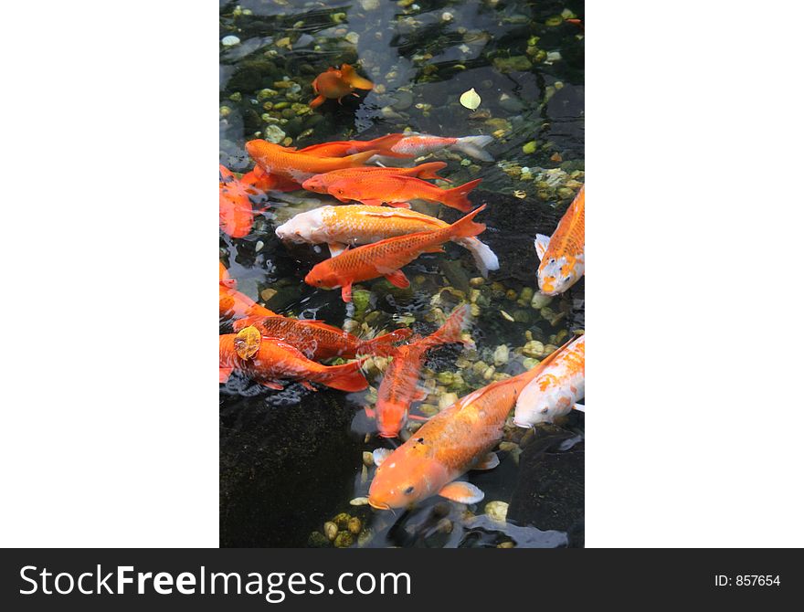 Close up of koi fishes in a pond