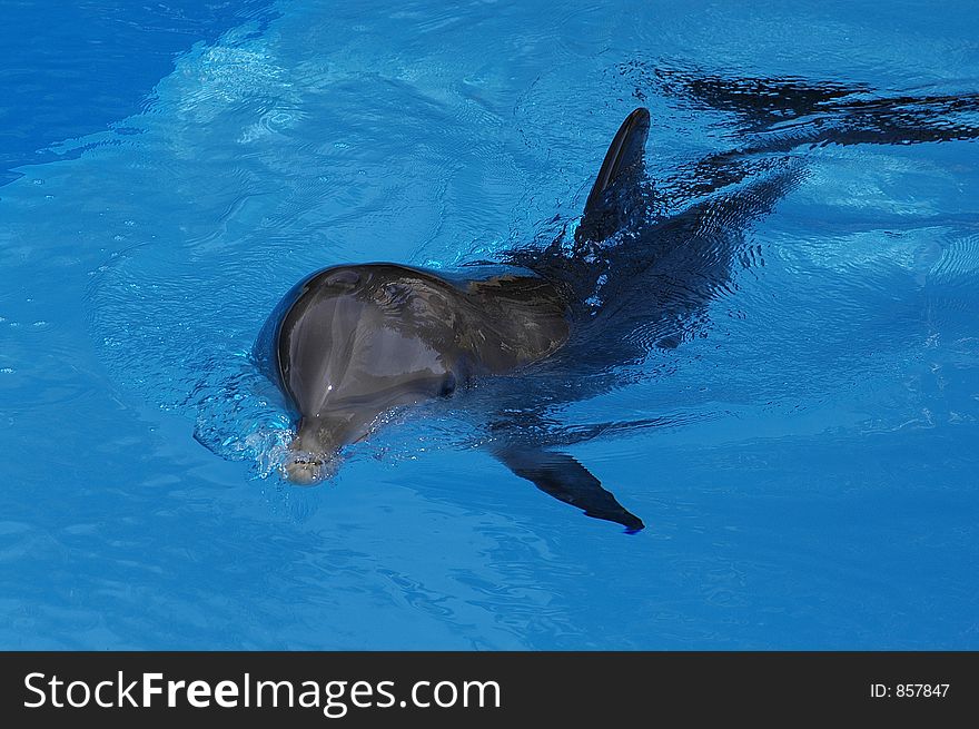 Dolphin swimming. Dolphin swimming