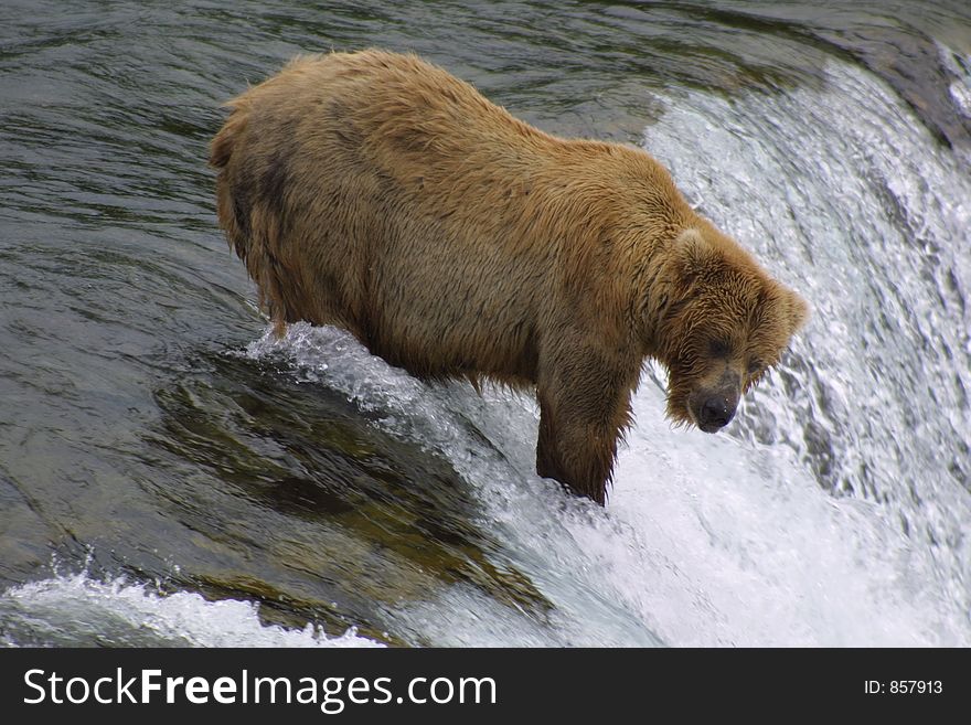 Brown Bear Fishing on Brooks Falls - Katmai National Park