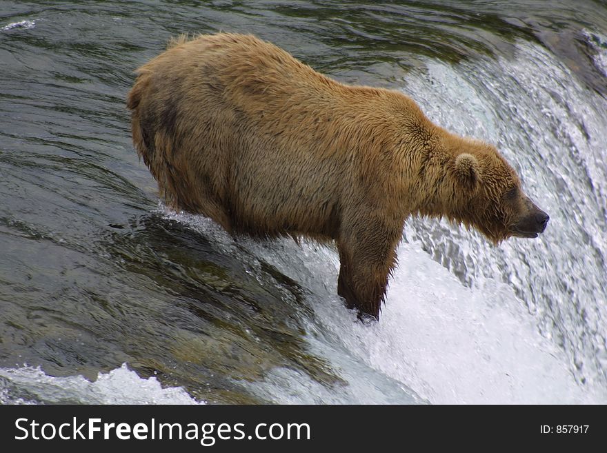 Brown Bear Fishing on Brooks Falls - Katmai National Park
