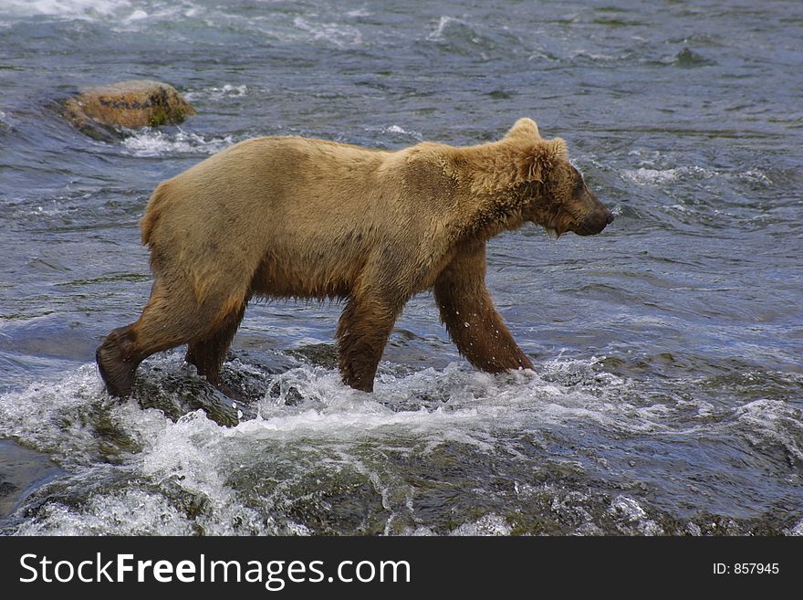 Young Bear Walking