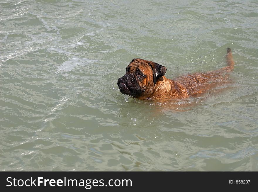 dog in the water. dog in the water
