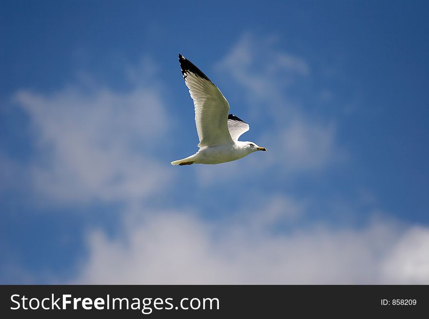 seagull against blue sky