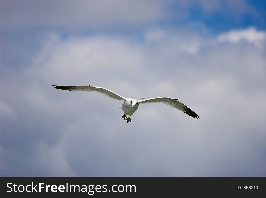 flying seagull