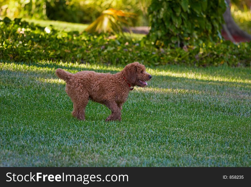 dog playing on the lawn. dog playing on the lawn