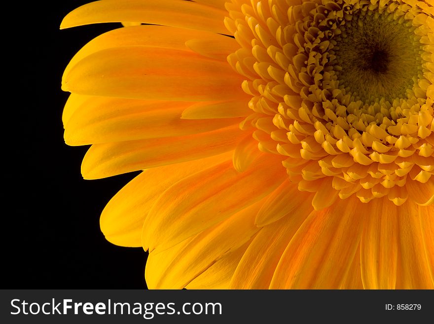 Yellow gerbera daisy on black background