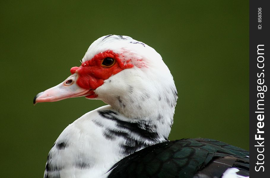 Close up of a Muscovy Duck