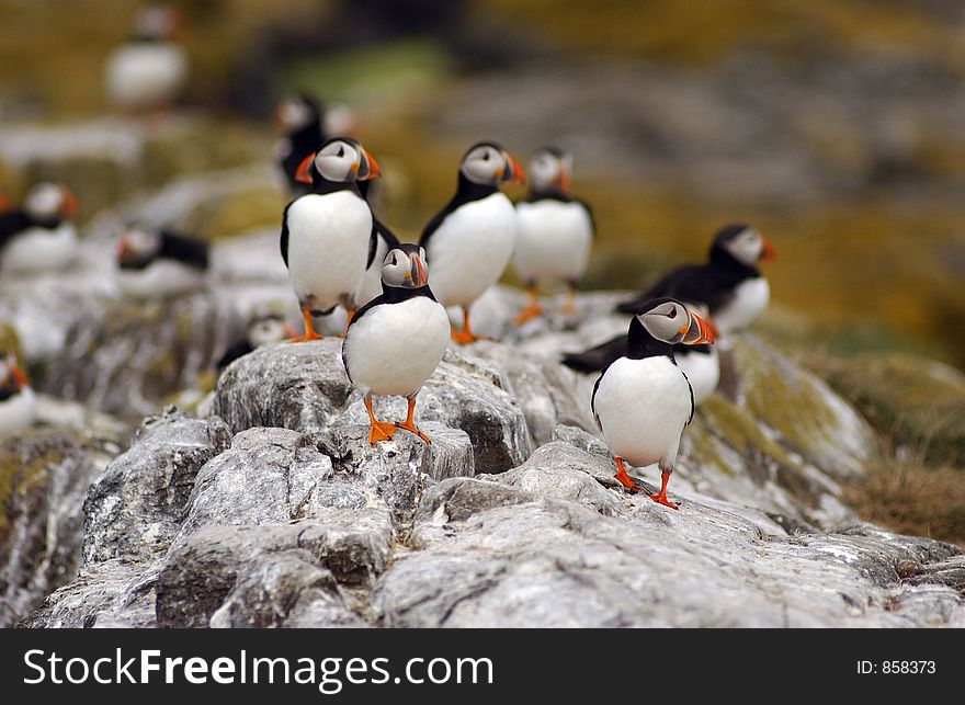 A Group of Puffins