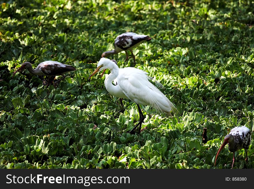 White egret with ibis