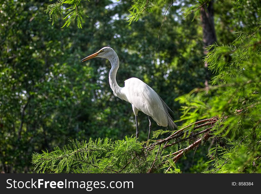 White egret in the tree