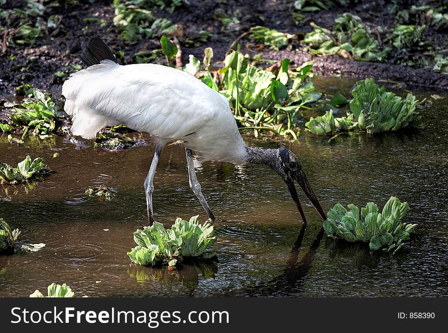 Feeding stork