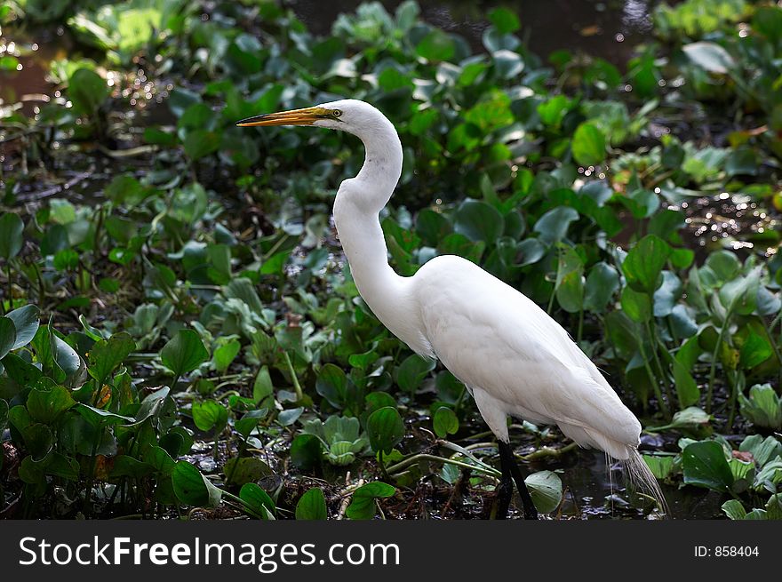 White egret on the swamp