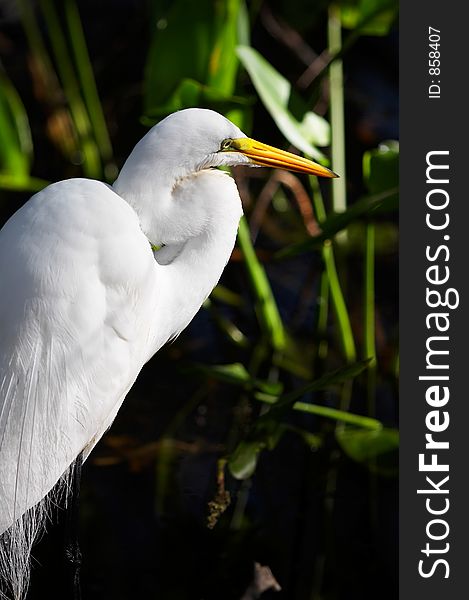 Great White Egret