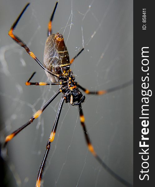 Macro shot of a Golden Orb Weaver spider (Australian native)