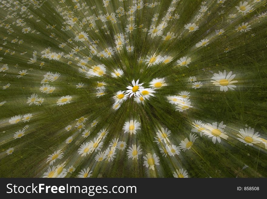 Shasta Daisies with a Dreamy Effect Zoomed. Shasta Daisies with a Dreamy Effect Zoomed