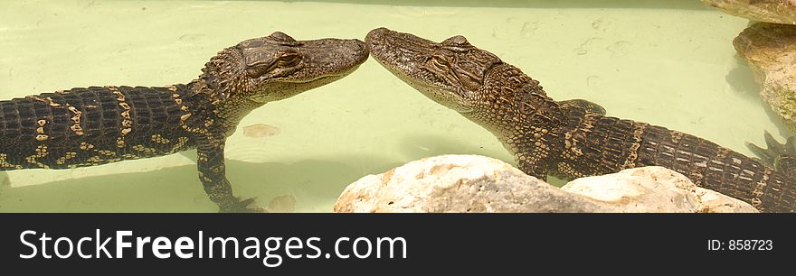 Two young gators in a pool in Orlando, Florida