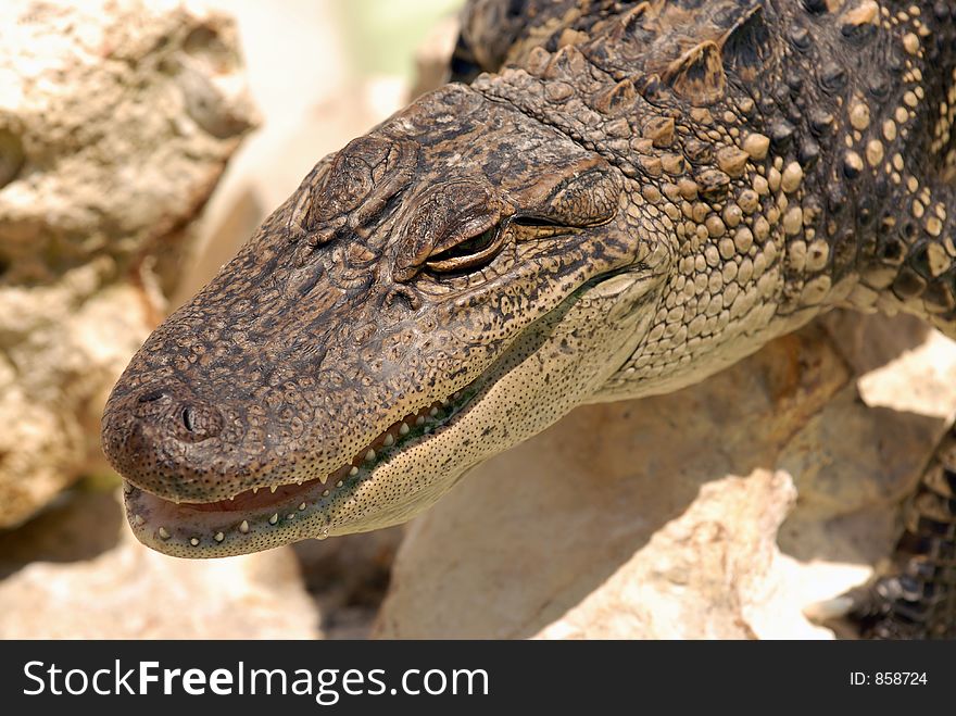 Juvenile gator