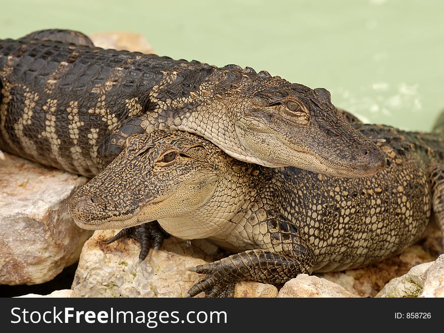 Two baby gators in a pool at Gatorland, Orlando, Florida