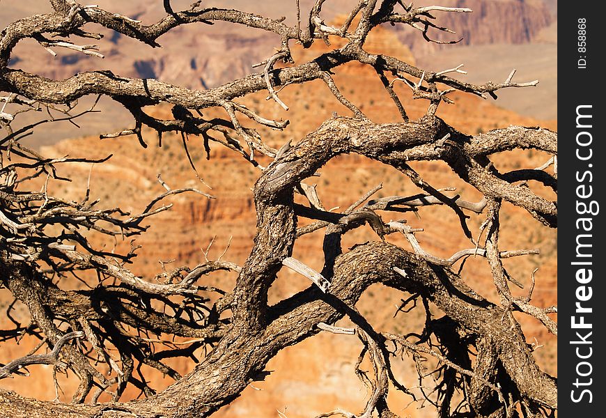 Gnarled old tree branches framing a view into the Grand Canyon. Gnarled old tree branches framing a view into the Grand Canyon