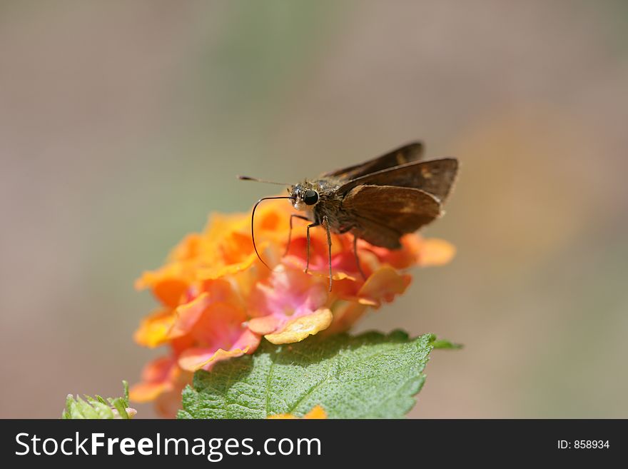 A macro photograph of a moth on Lantana. A macro photograph of a moth on Lantana.