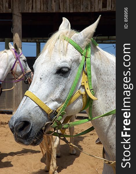 White horse portrait