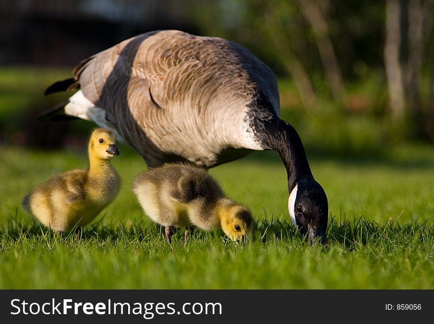 A family of geese feed on green grass. A family of geese feed on green grass.