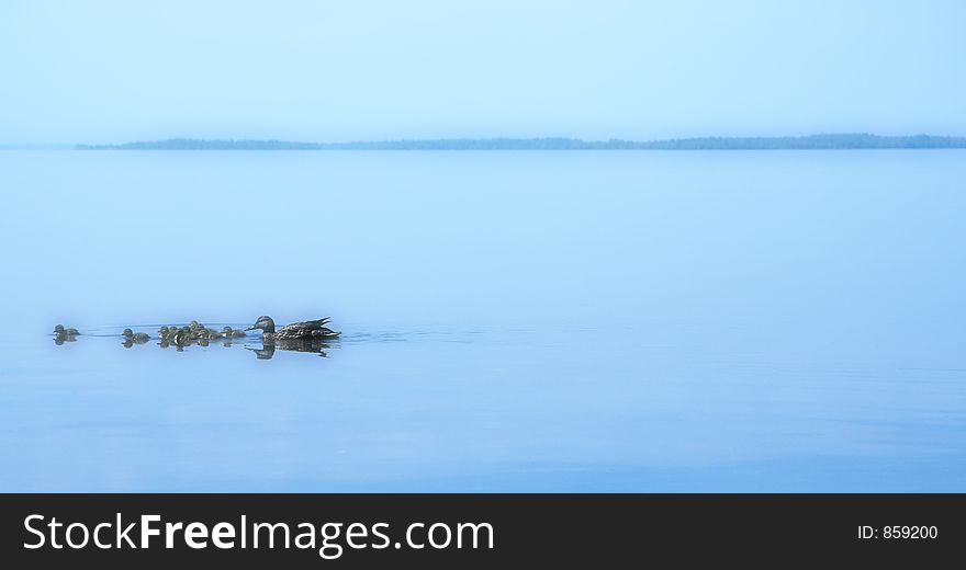 Family of ducks in the morning. Family of ducks in the morning.