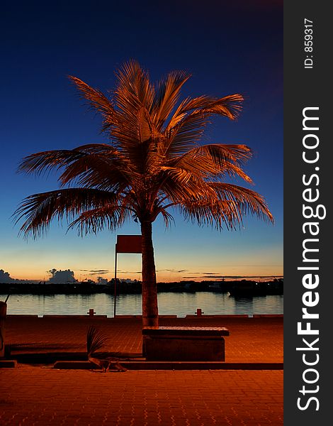 Tropical coconut palm in sunset