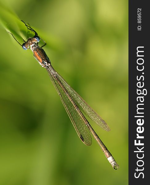 Colourful damselfly