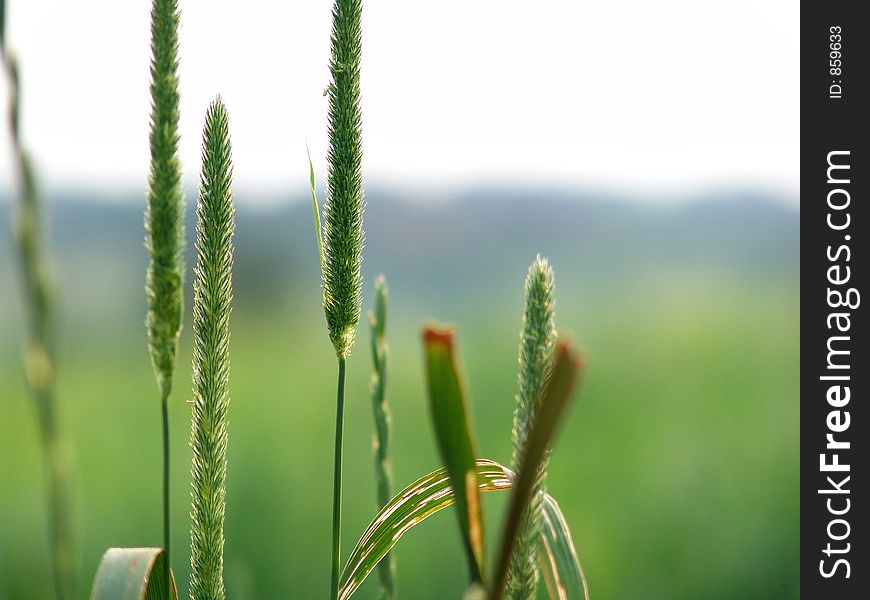 Some blades of grass, meadow in the background