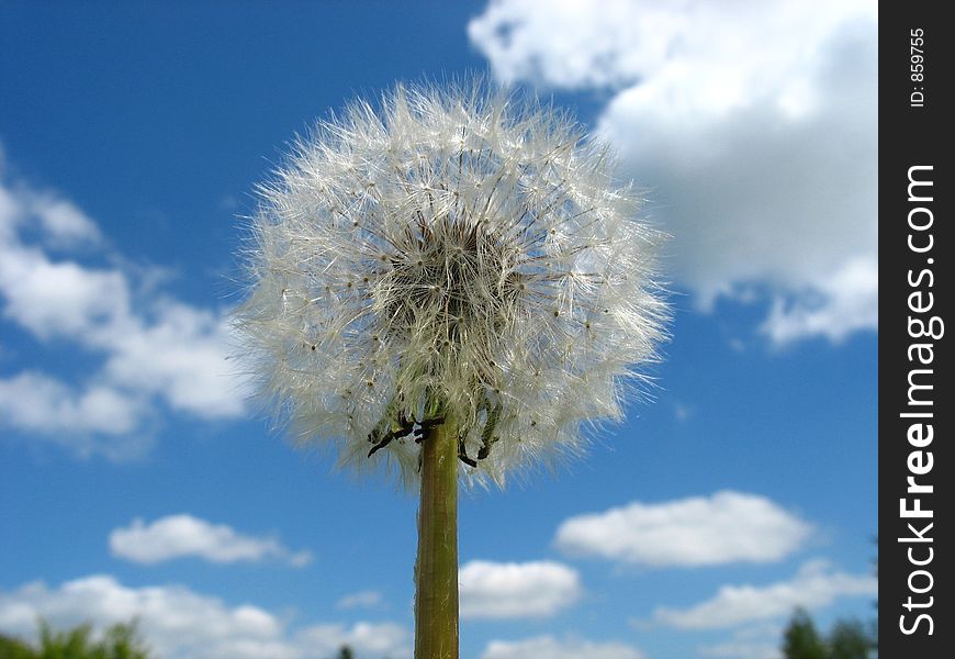 Taraxacum officinale, dandelion flower on blue sky with white clouds