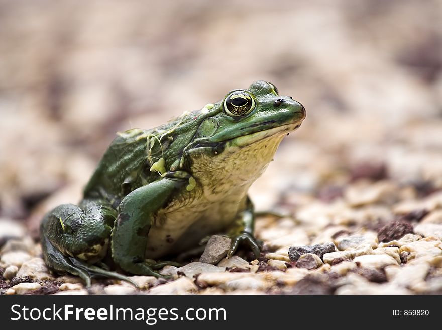 Frog Close-up