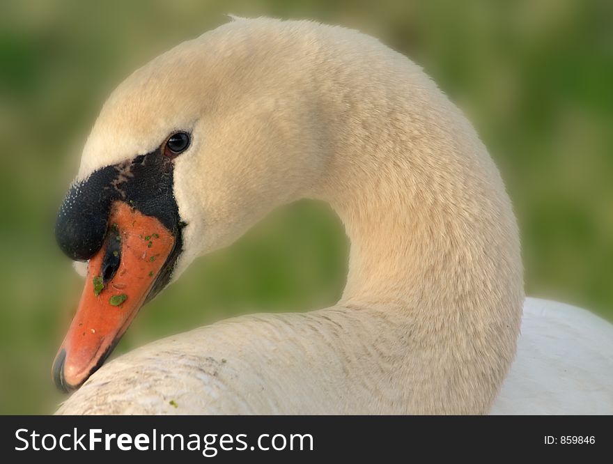 Portrait of a beautiful swan. Portrait of a beautiful swan