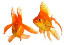 Goldfish Stock Images Goldfish Stock Images