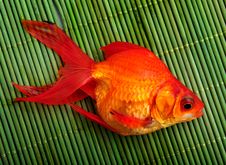 Goldfish Stock Image Goldfish Stock Image