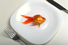 Goldfish In Plate Stock Photography Goldfish In Plate Stock Photography