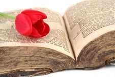 Red Tulip On Vintage Books Stock Photo Red Tulip On Vintage Books Stock Photo