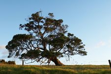 Oak Tree Royalty Free Stock Photography