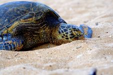 Green Sea Turtle 1 Stock Photo Green Sea Turtle 1 Stock Photo