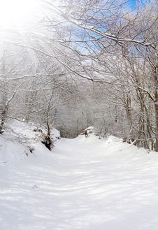 Winter In The Park Stock Photo Winter In The Park Stock Photo