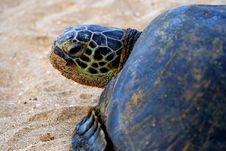 Green Sea Turtle 6 Royalty Free Stock Photos Green Sea Turtle 6 Royalty Free Stock Photos