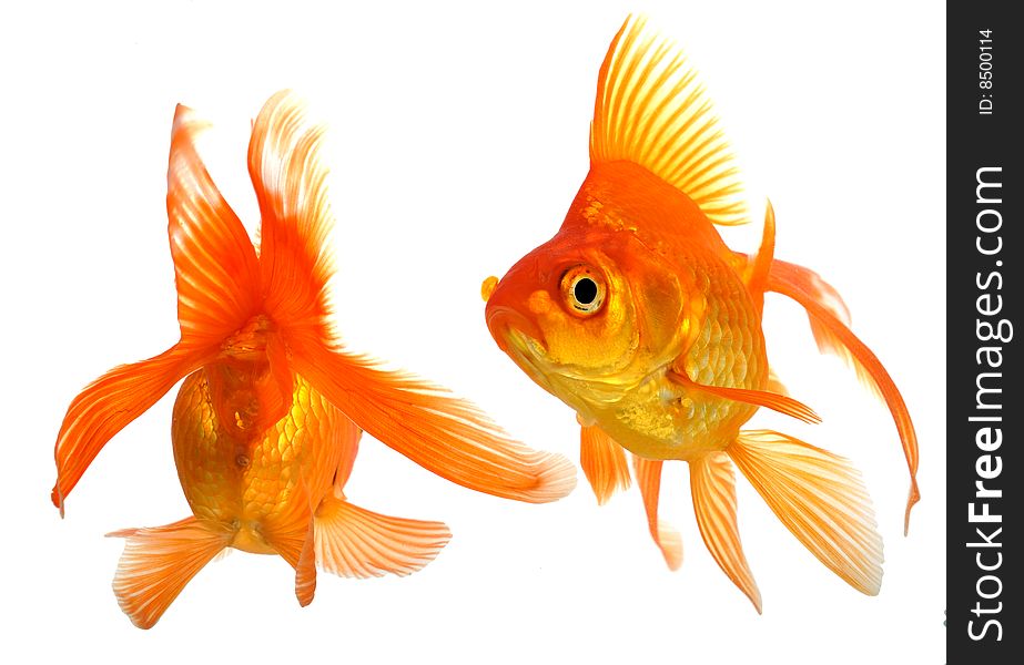 Two goldfish isolated on white background