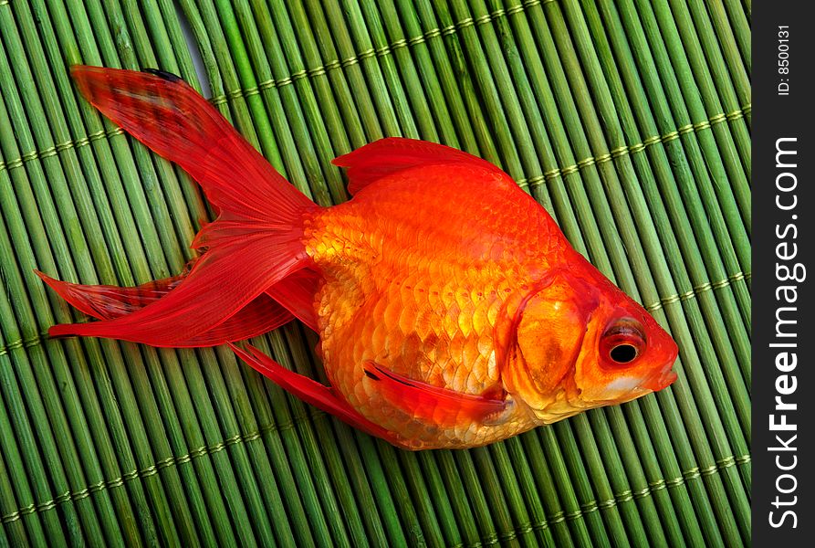 Goldfish standing on a white table