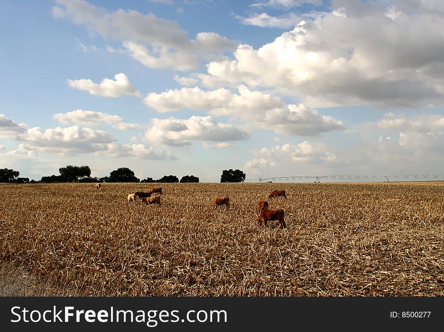 Cows in field in the country
