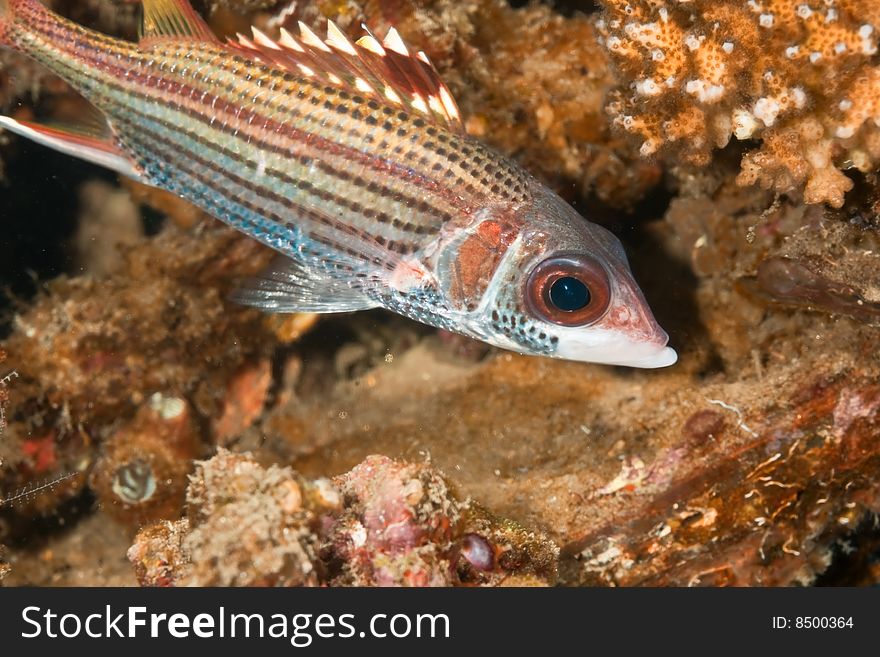 Spotfin squirrelfish (neoniphon sammara) taken in the red sea.