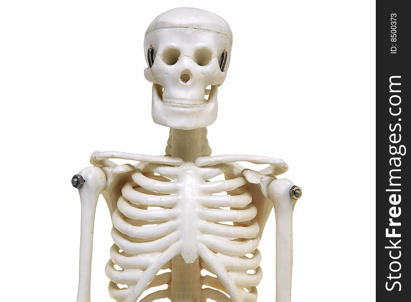 Artificial skeleton on white background