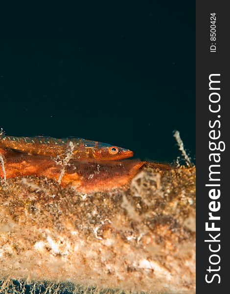 Mozambique Ghost Goby