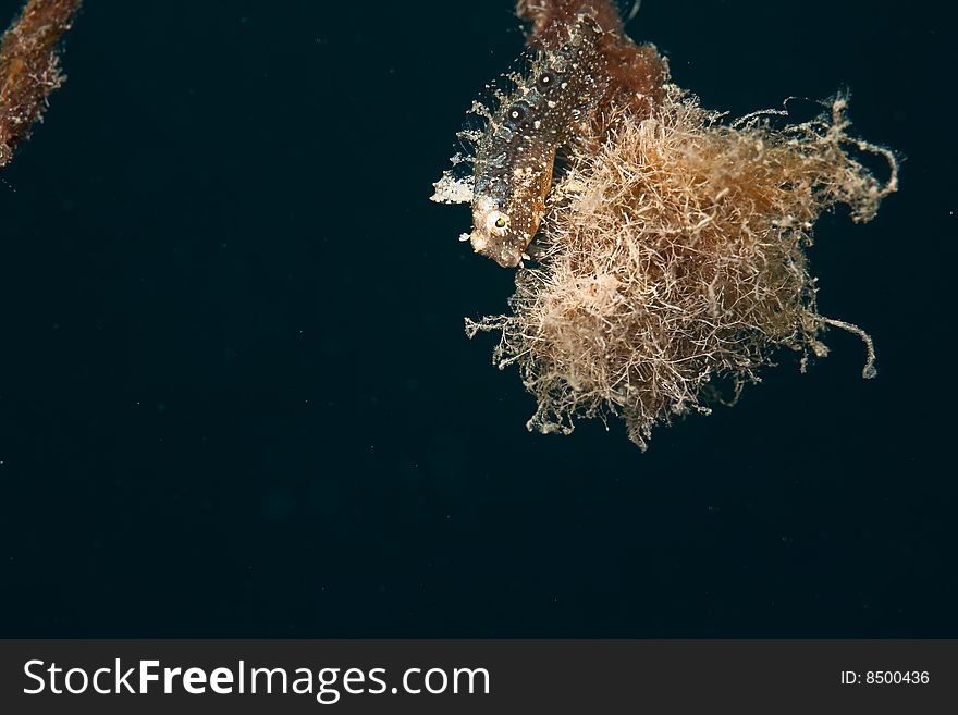 Highfin sabretooth blenny