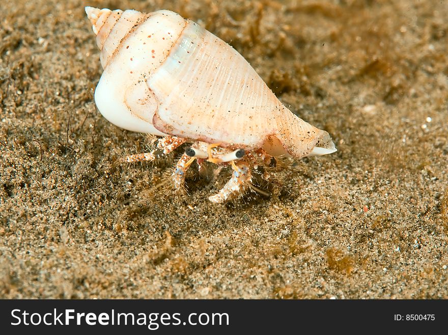 Reef hermit crab (dardanus logopodes)taken in the red sea.