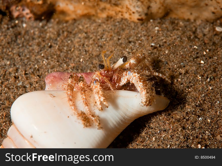 Reef hermit crab (dardanus logopodes)taken in the red sea.